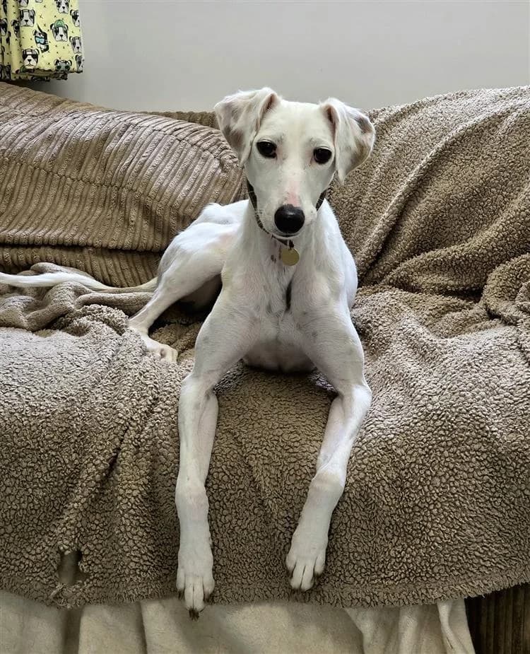 Blondie, female young Lurcher for adoption at Bath Cats and Dogs Home