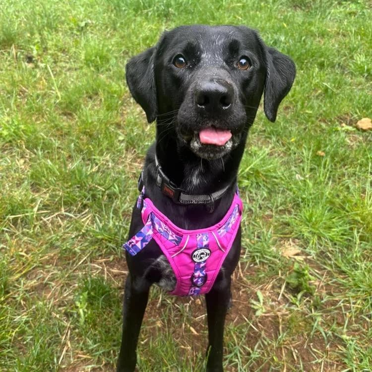 Maui, male young Labrador Retriever for adoption at Bath Cats and Dogs Home