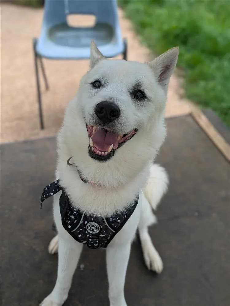 Chief, male 3yo Husky for adoption at Bath Cats and Dogs Home
