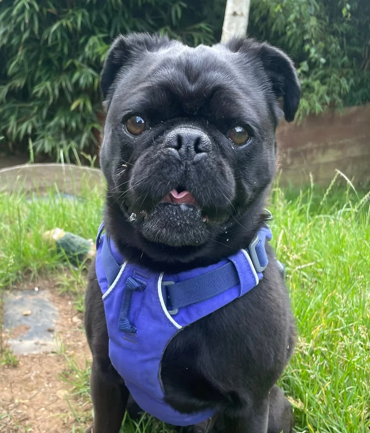 Pugley, male 7yo Pug for adoption at Bath Cats and Dogs Home