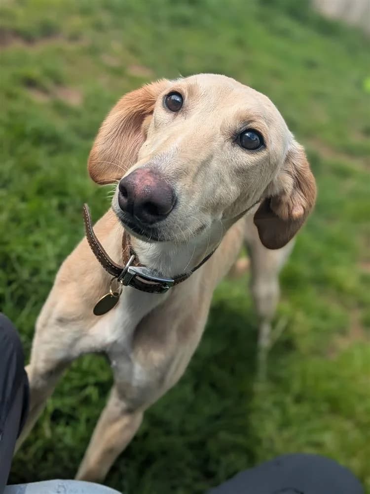 Mushu, male young Lurcher for adoption at Bath Cats and Dogs Home