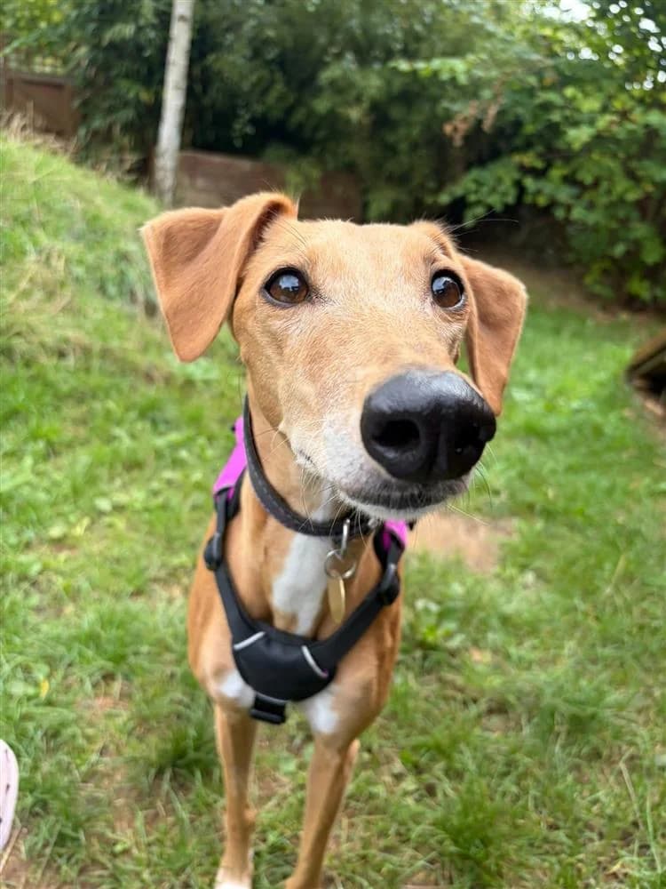 Lola, female 4yo Lurcher for adoption at Bath Cats and Dogs Home