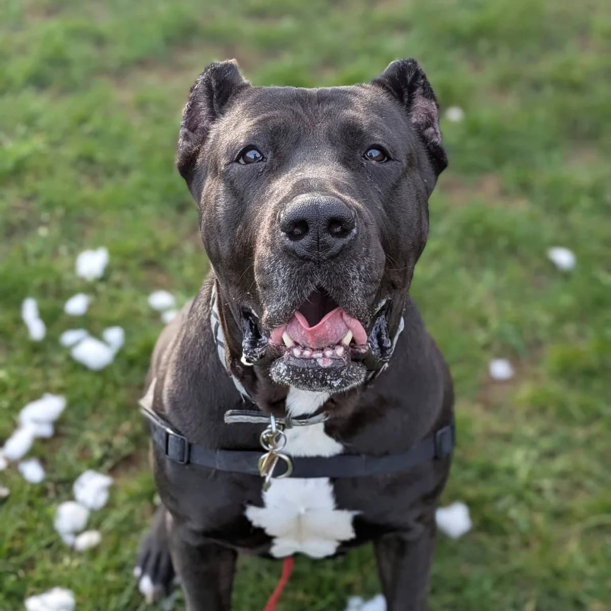Betty, female mixed breed for adoption at Bath Cats and Dogs Home
