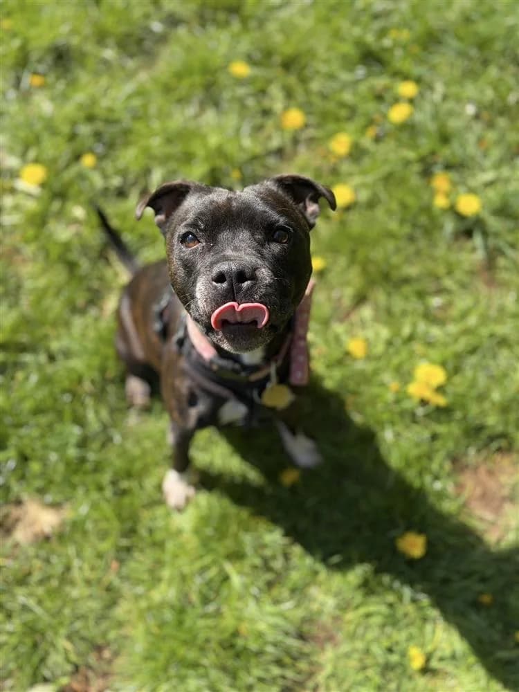 Cali, female Staffordshire Bull Terrier for adoption at Bath Cats and Dogs Home