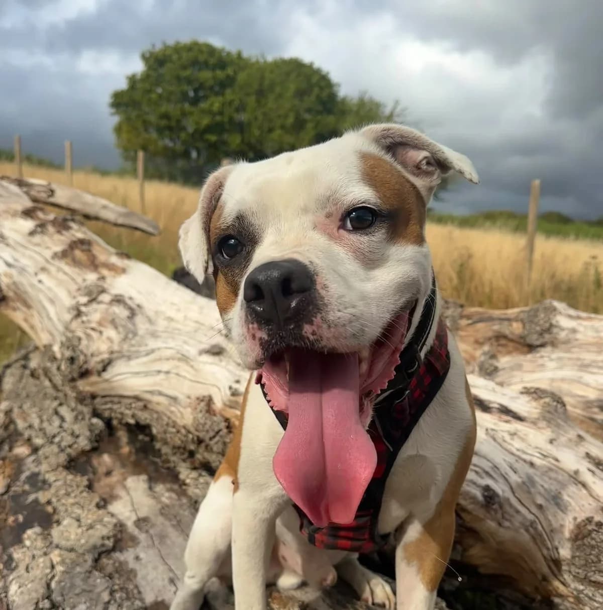 Elvis, male Staffordshire Bull Terrier for adoption at Bath Cats and Dogs Home