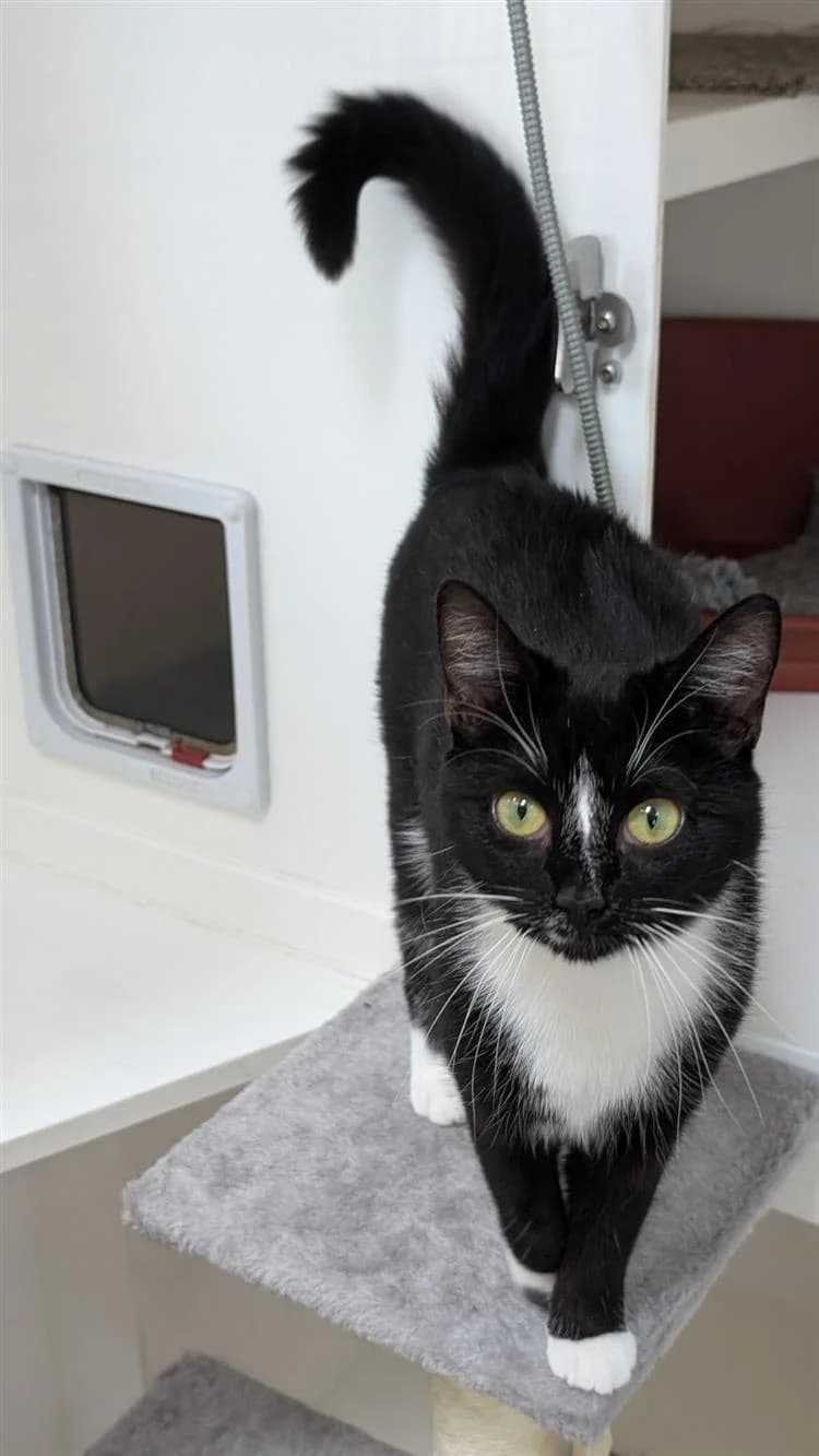 Panda, female mixed breed for adoption at Bath Cats and Dogs Home