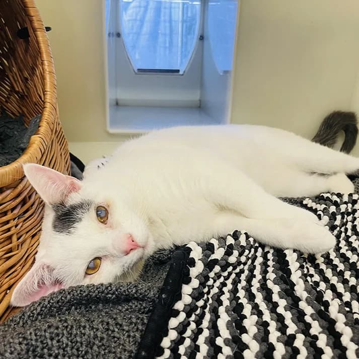 Snowball, male puppy mixed breed for adoption at Bath Cats and Dogs Home