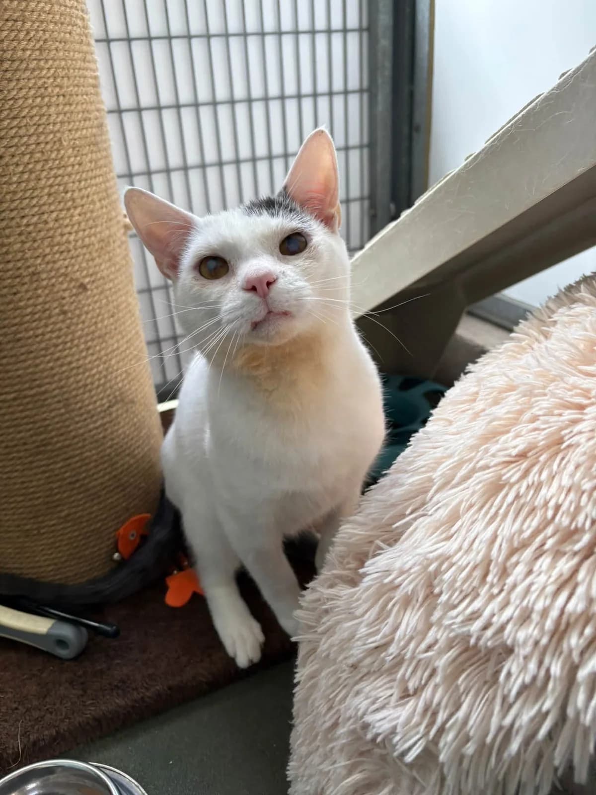Snowball, male puppy mixed breed for adoption at Bath Cats and Dogs Home