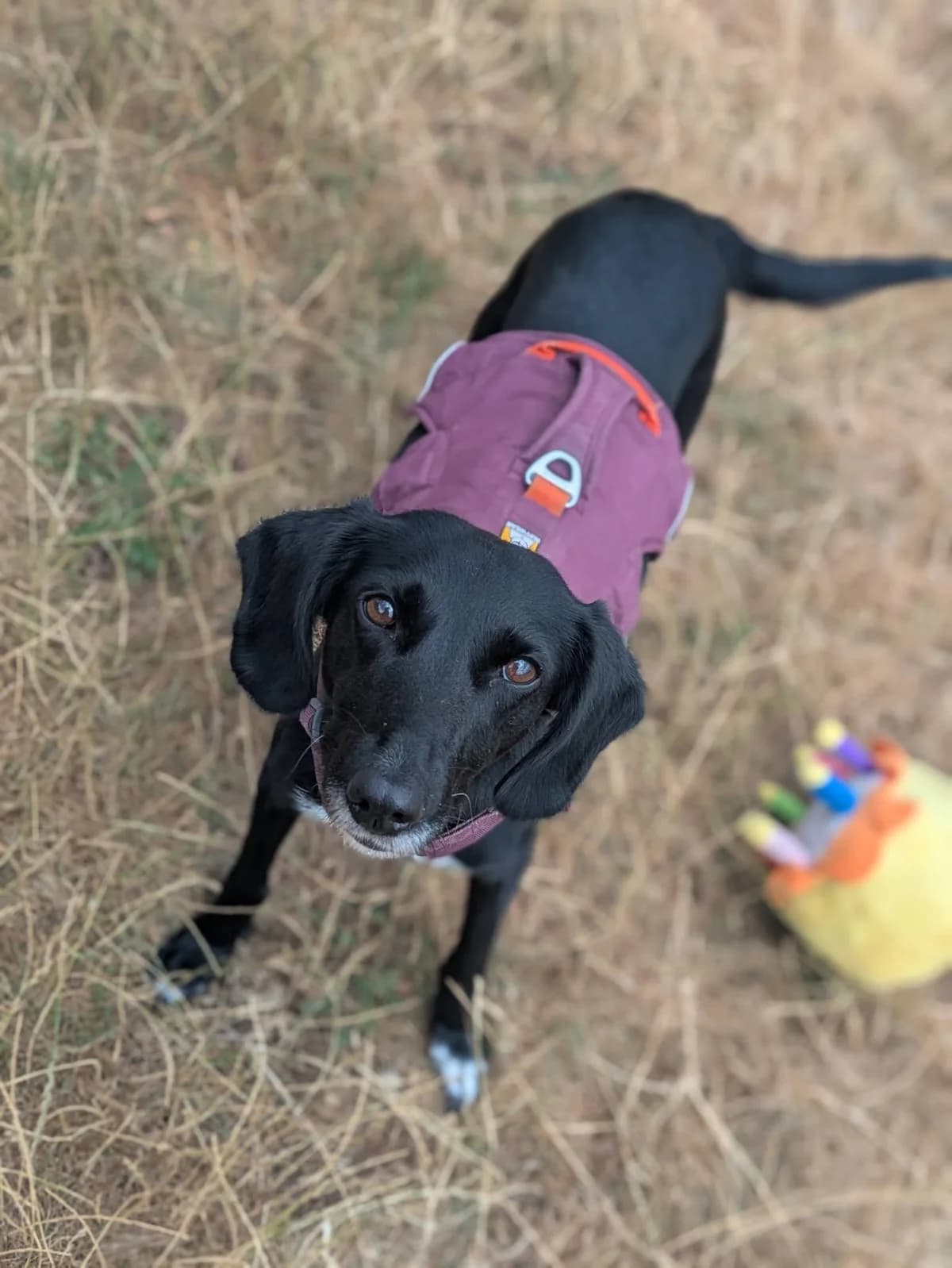Sprout, female mixed breed for adoption at Bath Cats and Dogs Home