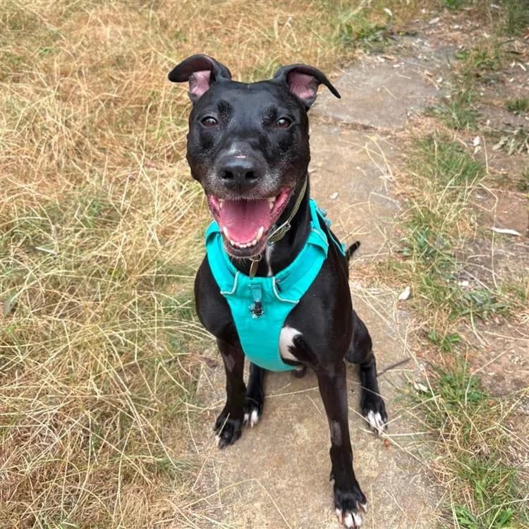 Tyler, male Mixed Breed for adoption at Bath Cats and Dogs Home