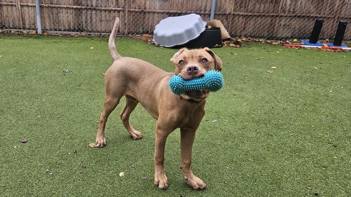 Ace, male puppy mixed breed for adoption at Battersea Dogs & Cats Home, London