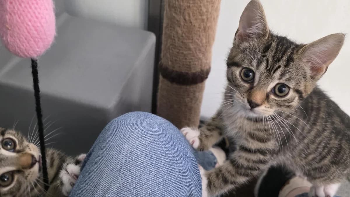 Adam, male puppy mixed breed for adoption at Battersea Dogs & Cats Home, London