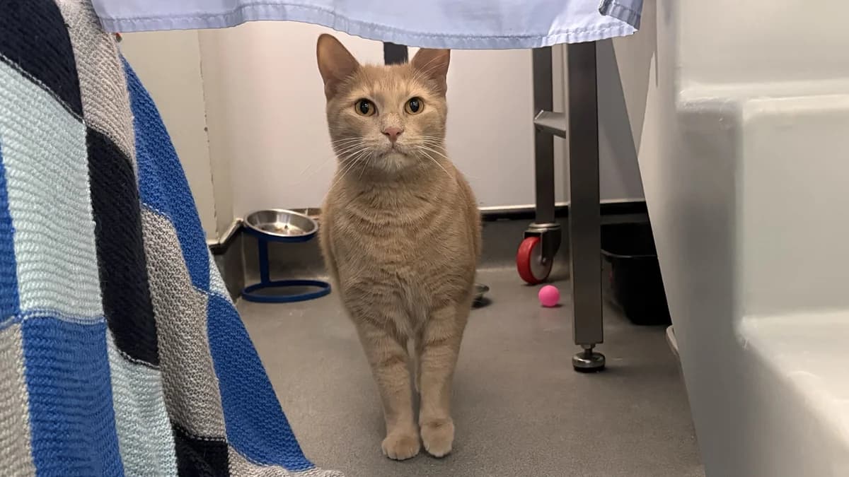 Alexander, male senior British Shorthair for adoption at Battersea Dogs & Cats Home, London