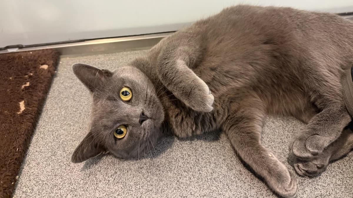 Ally, male 3yo mixed breed for adoption at Battersea Dogs & Cats Home, London
