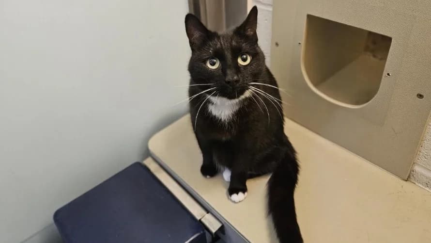 Amy, female 5yo mixed breed for adoption at Battersea Dogs & Cats Home, London