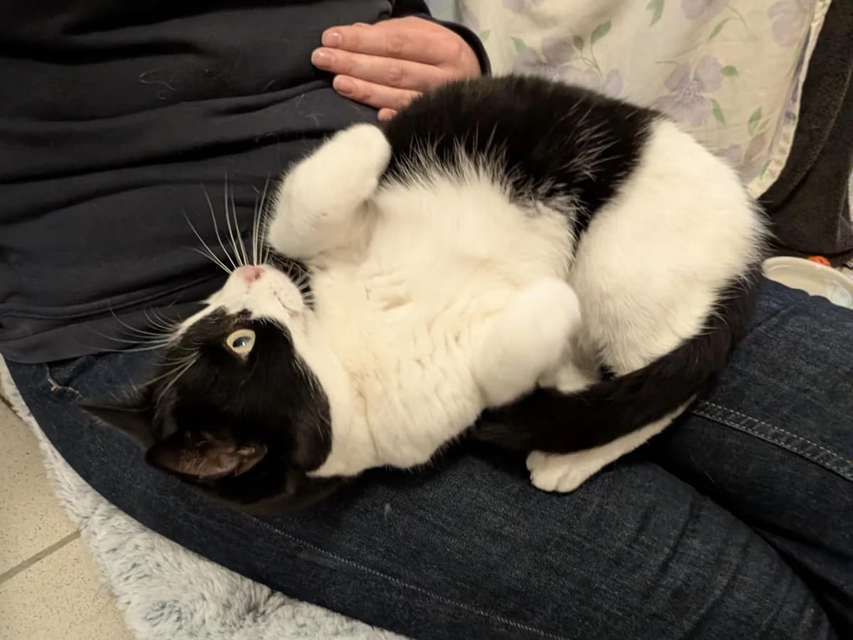 Angel, female 6yo mixed breed for adoption at Battersea Dogs & Cats Home, London