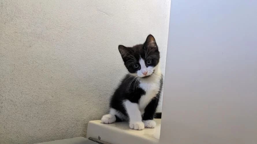 Angus, male puppy mixed breed for adoption at Battersea Dogs & Cats Home, London