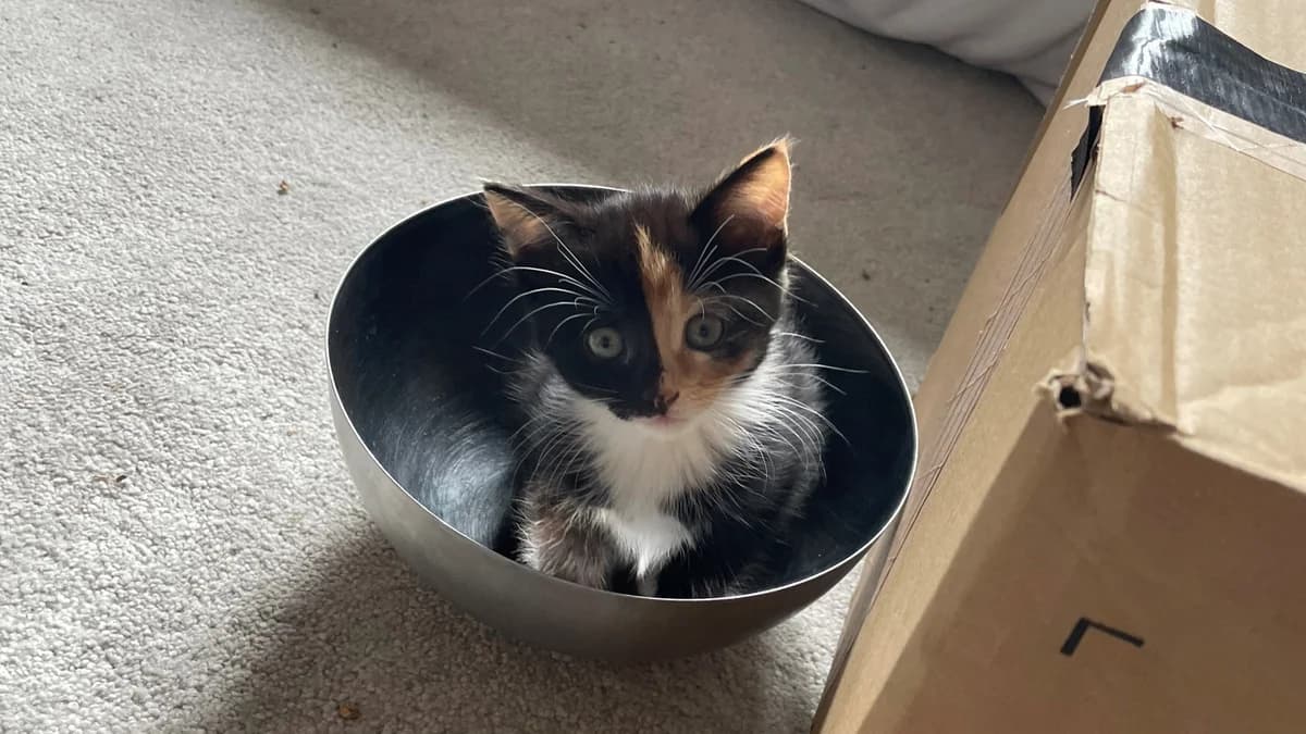 Aqua ( Aquamarine ), female puppy mixed breed for adoption at Battersea Dogs & Cats Home, London
