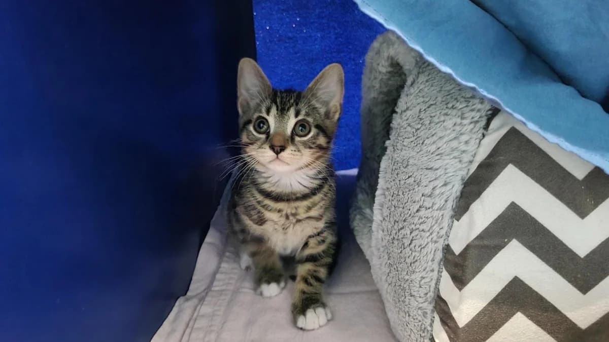 Arnold, male puppy mixed breed for adoption at Battersea Dogs & Cats Home, London