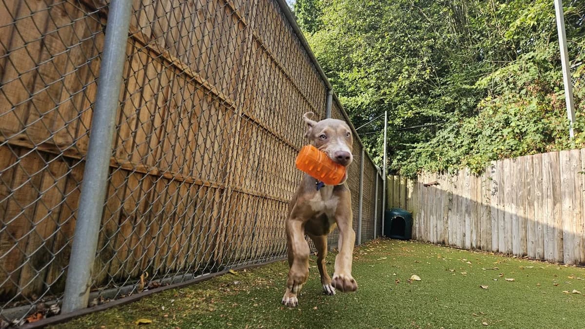 Aspen, male puppy mixed breed for adoption at Battersea Dogs & Cats Home, London