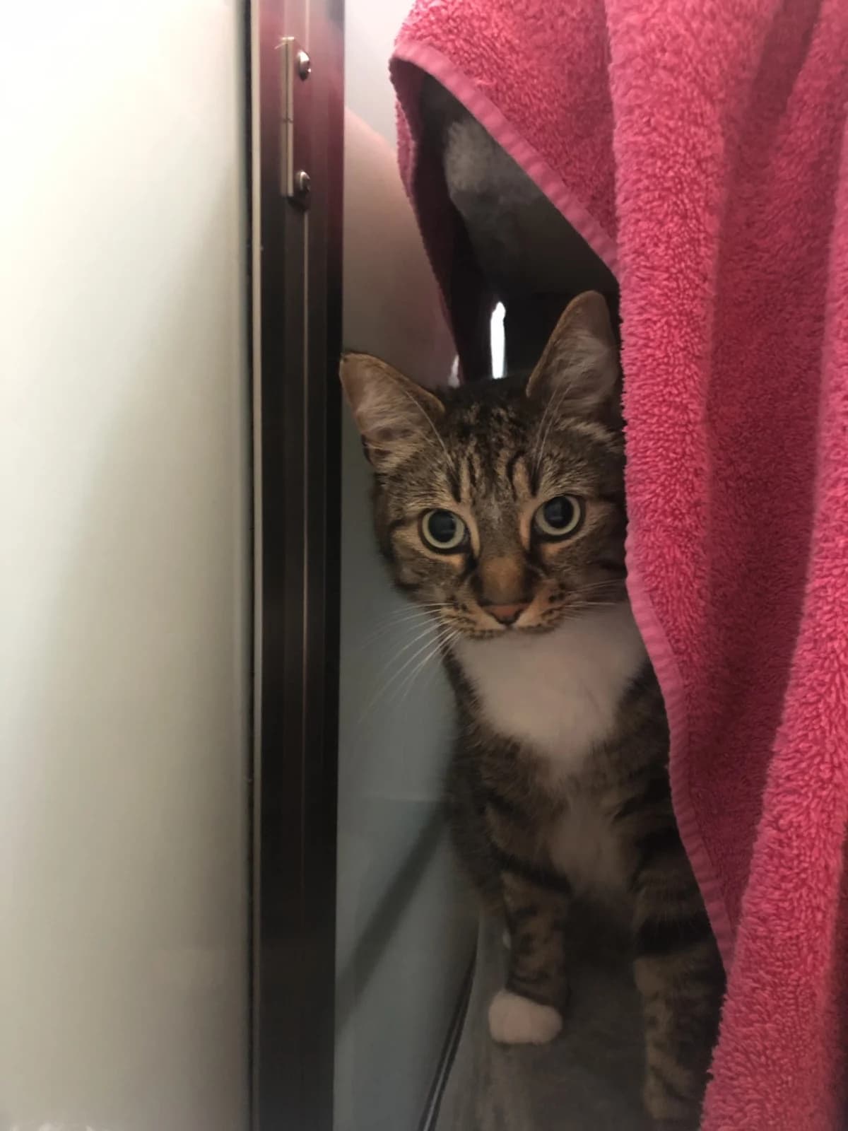 Augustus, male 5yo mixed breed for adoption at Battersea Dogs & Cats Home, London
