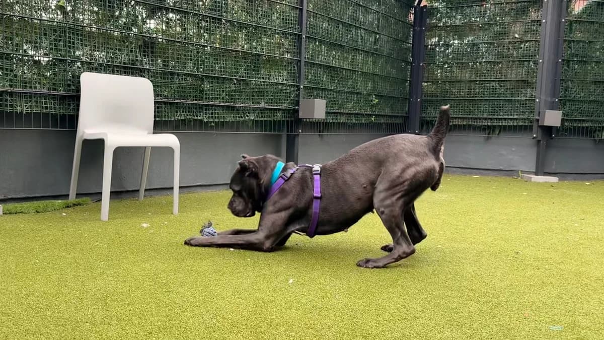 Ava, female 5yo Cane Corso for adoption at Battersea Dogs & Cats Home, London