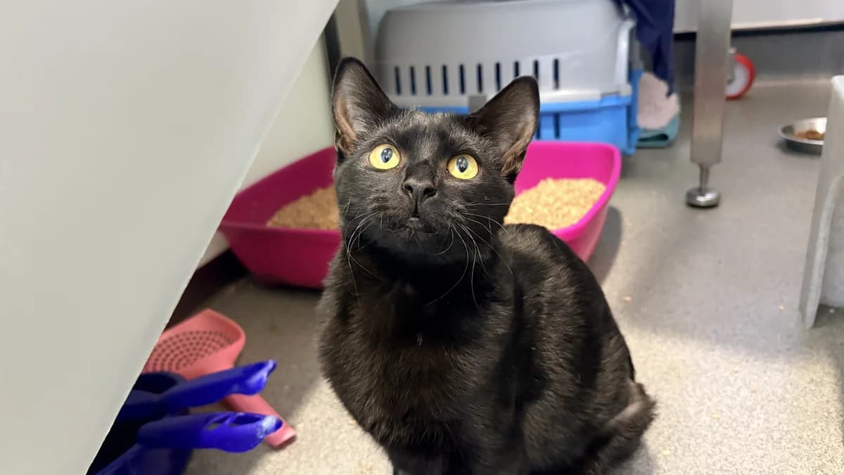 Babaganoush, female puppy mixed breed for adoption at Battersea Dogs & Cats Home, London
