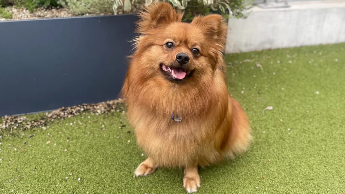 Bailey, male young mixed breed for adoption at Battersea Dogs & Cats Home, London