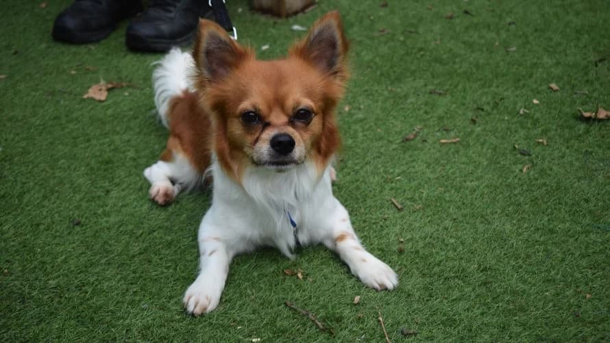 Bailey (BOW DOG), male young Chihuahua for adoption at Battersea Dogs & Cats Home, London