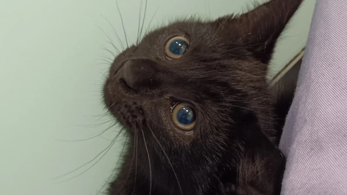 Baldur, male puppy mixed breed for adoption at Battersea Dogs & Cats Home, London