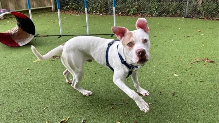 Barry, male puppy English Bulldog for adoption at Battersea Dogs & Cats Home, London