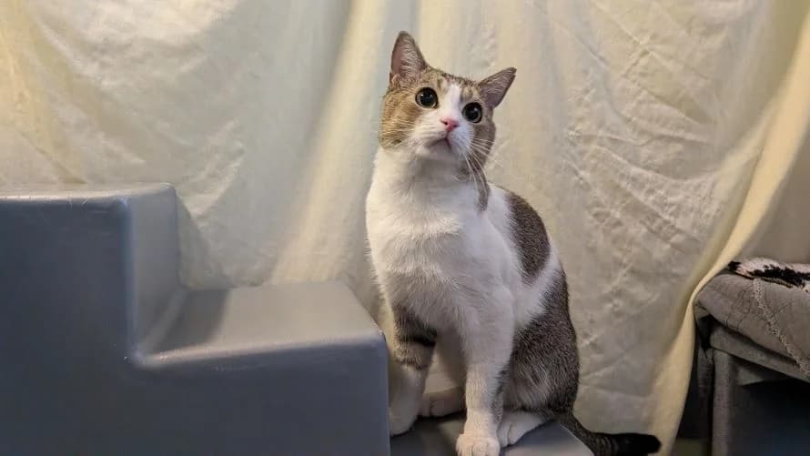 Basil, male young mixed breed for adoption at Battersea Dogs & Cats Home, London