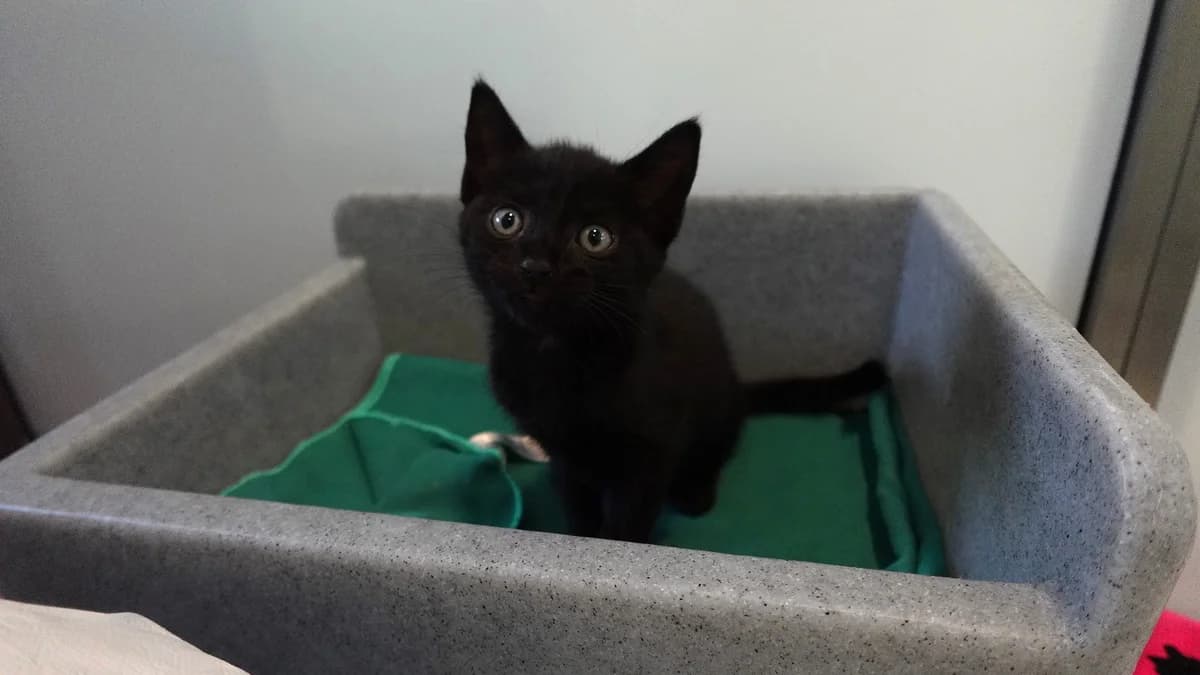 Batgirl, female puppy mixed breed for adoption at Battersea Dogs & Cats Home, London