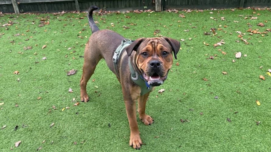 Bear, male puppy Rottweiler for adoption at Battersea Dogs & Cats Home, London