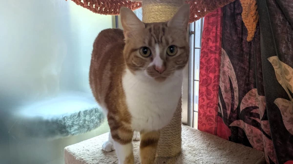 Beatrice, female young mixed breed for adoption at Battersea Dogs & Cats Home, London
