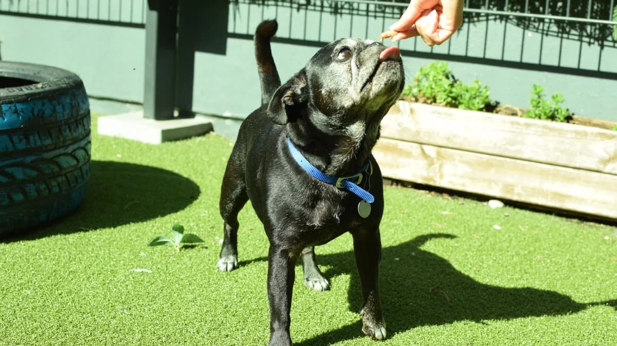 Beau, female senior English Bulldog for adoption at Battersea Dogs & Cats Home, London
