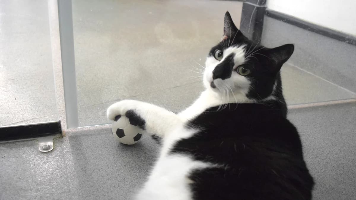 Bellingham, male 6yo mixed breed for adoption at Battersea Dogs & Cats Home, London