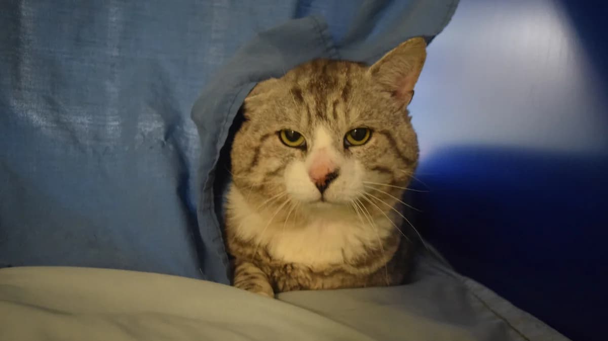 Benny, male senior Domestic Shorthair for adoption at Battersea Dogs & Cats Home, London