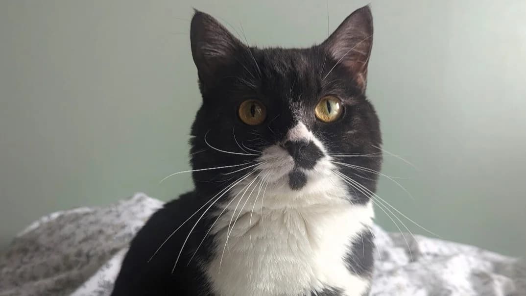 Bertie, male 4yo mixed breed for adoption at Battersea Dogs & Cats Home, London