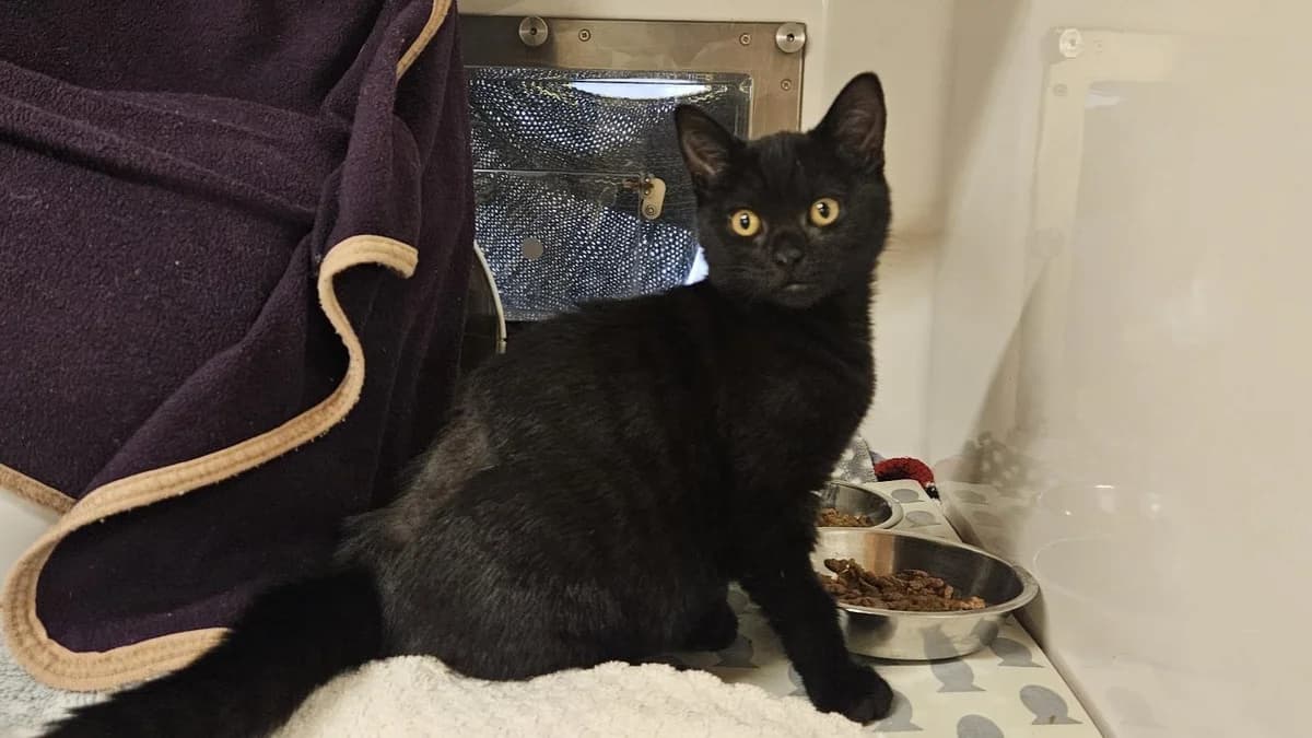 Besom, female puppy mixed breed for adoption at Battersea Dogs & Cats Home, London