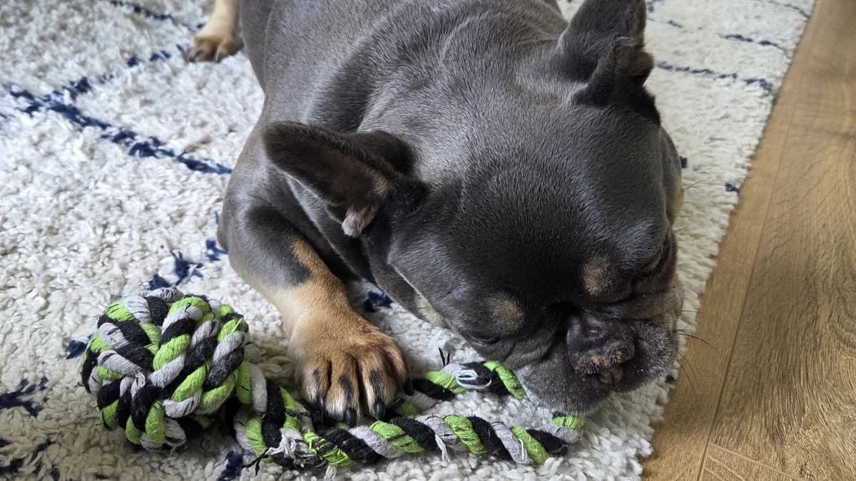 Blue, female senior English Bulldog for adoption at Battersea Dogs & Cats Home, London