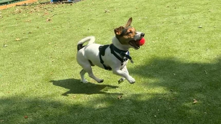 Bob, male young mixed breed for adoption at Battersea Dogs & Cats Home, London