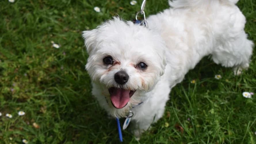 Bobby, male young Maltese for adoption at Battersea Dogs & Cats Home, London