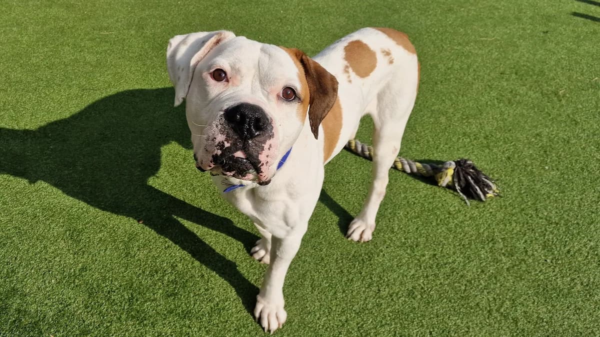 Bobby, male 5yo English Bulldog for adoption at Battersea Dogs & Cats Home, London