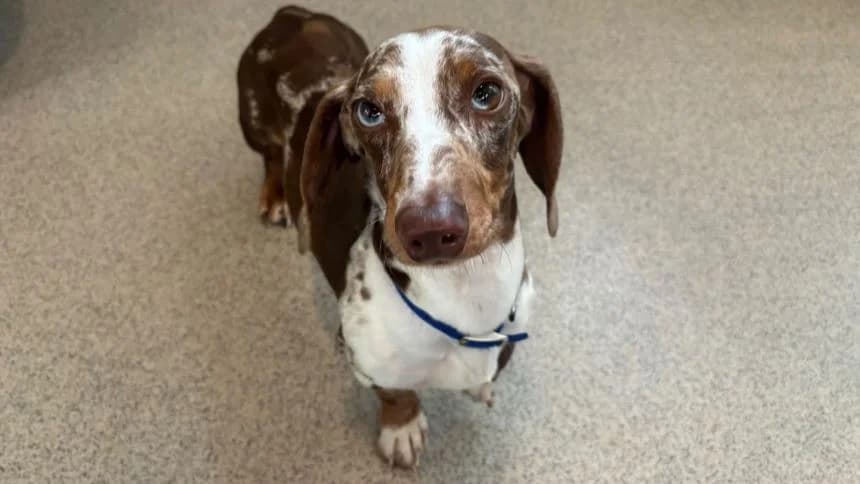 Bonsai, male 5yo Dachshund for adoption at Battersea Dogs & Cats Home, London