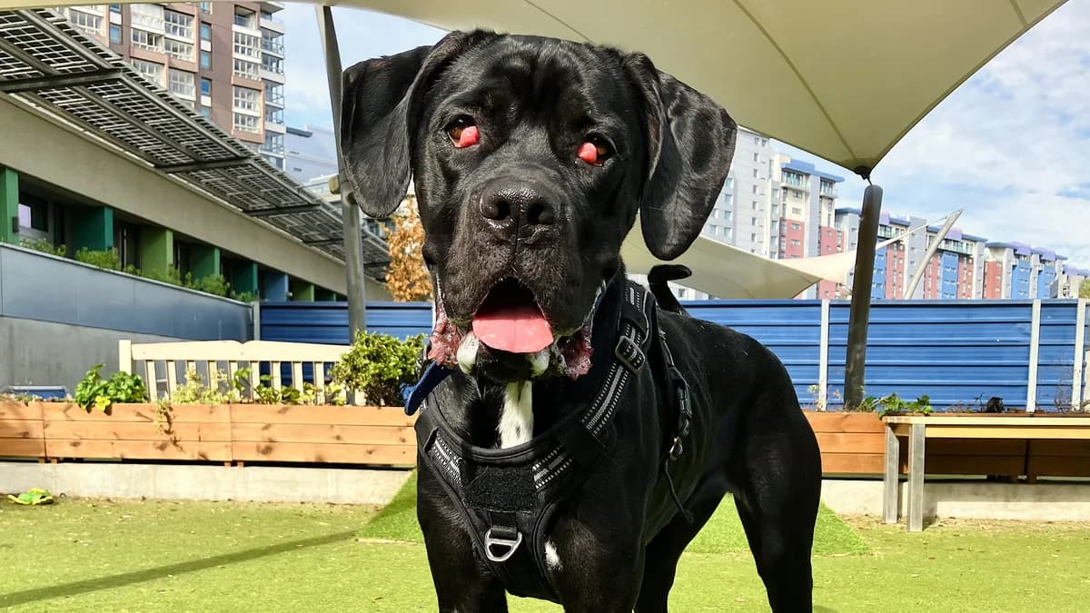 Boo, female young Cane Corso for adoption at Battersea Dogs & Cats Home, London