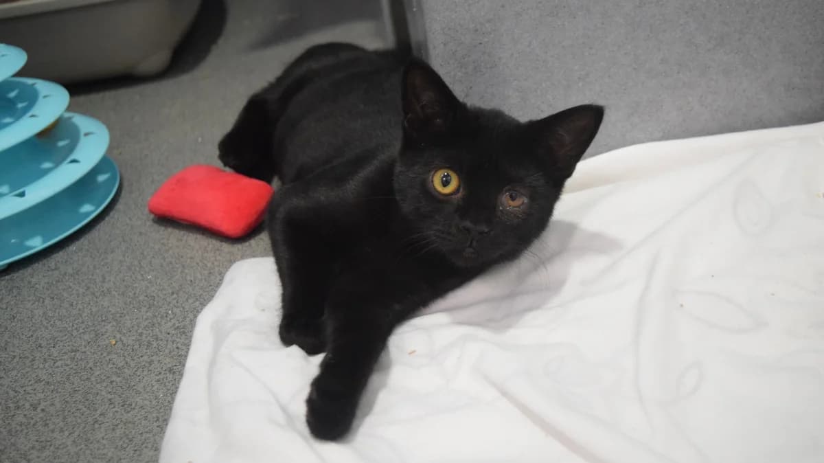 Bourbon, male puppy mixed breed for adoption at Battersea Dogs & Cats Home, London