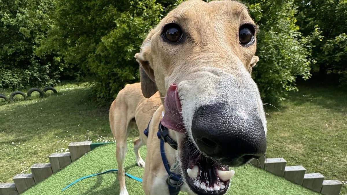Brian, male young Lurcher for adoption at Battersea Dogs & Cats Home, London