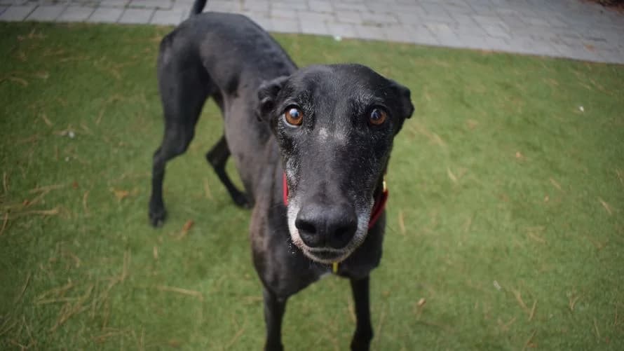 Bryce, male 6yo Greyhound for adoption at Battersea Dogs & Cats Home, London