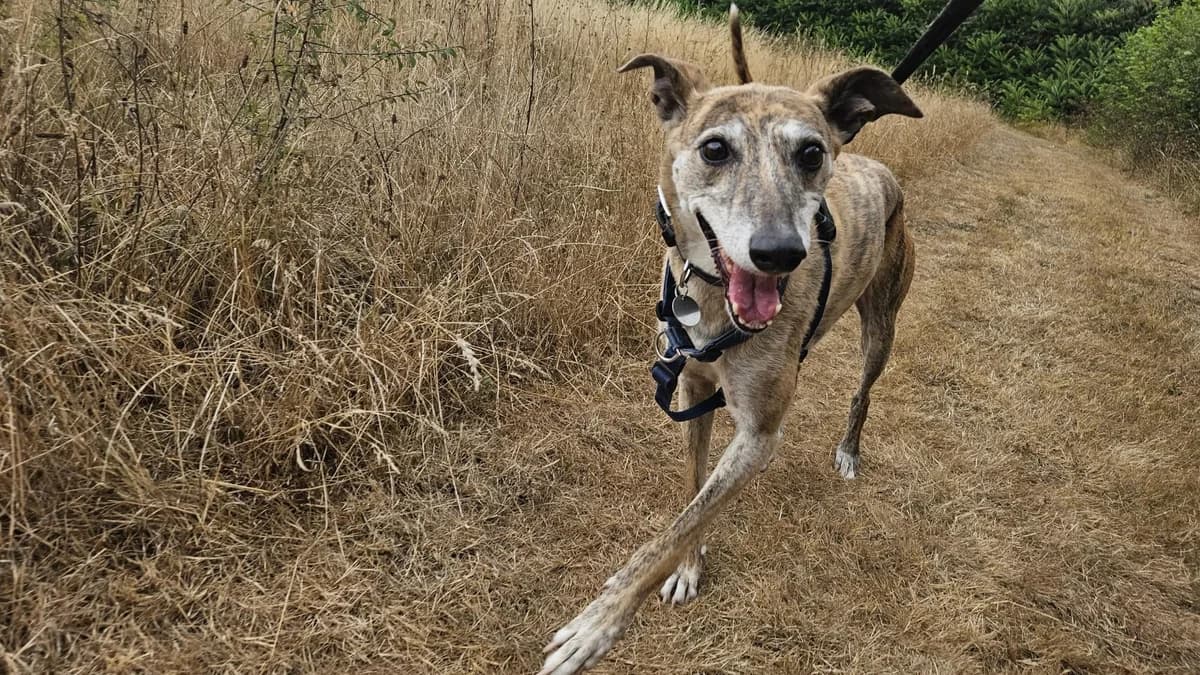 Bubbles (BBH DOG), female senior Lurcher for adoption at Battersea Dogs & Cats Home, London